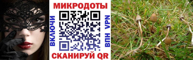 Галлюциногенные грибы Psilocybe  наркошоп  Железноводск 